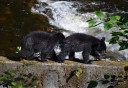 Photo of Two Baby black bears